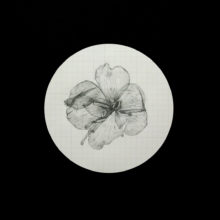 Mercedes Baliarda The Contemporary London Drops of Sweat flower Mercedes Baliarda The Contemporary London Drops of Sweat