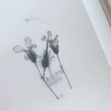 Mercedes Baliarda No 27 detail