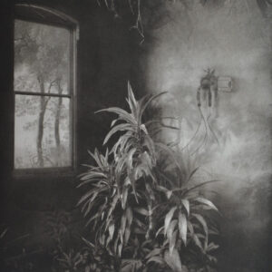 Suzanne Moxhay Vegetation Under Window the Contemporary London