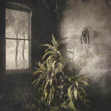 Suzanne Moxhay, Vegetation Under Window hand coloured AP, The Contemporary london