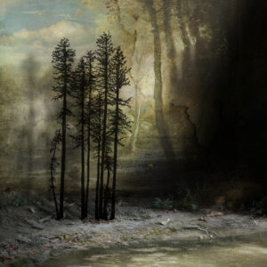 Tall Trees artwork by Suzanne Moxhay